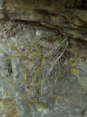 Veronica biggarii