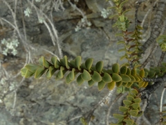 Veronica biggarii