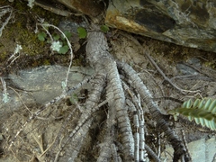 Veronica biggarii