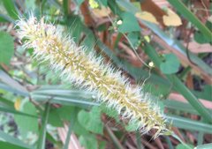 Poaceae