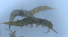 Athericidae