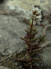 Veronica biggarii