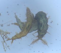 Athericidae