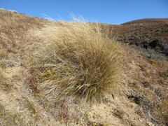 Chionochloa rigida rigida