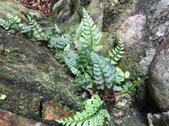 Asplenium ritoense