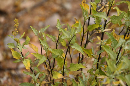 triangle-leaf bursage