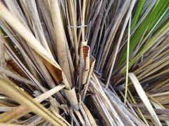 Chionochloa rigida rigida
