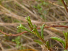 Marasmodes trifida