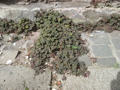 Oxalis corniculata