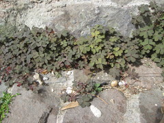 Oxalis corniculata
