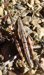 Sigaus australis
