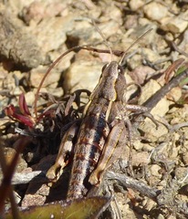Sigaus australis