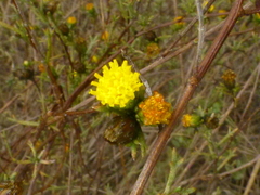 Marasmodes trifida
