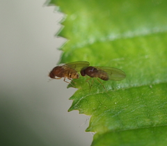 Drosophila testacea