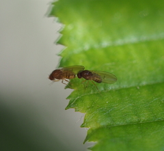 Drosophila testacea