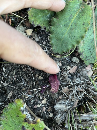 Mokobulan African hyacinth (Ledebouria mokobulanensis)