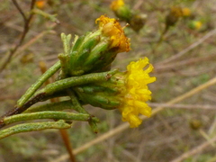 Marasmodes trifida