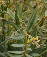 Gomphocarpus sinaicus