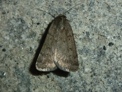 Athetis pallustris