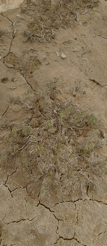 Image of Halocnemum strobilaceum by (c) andreikayak, some rights reserved (CC BY)