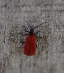 Dictyoptera aurora