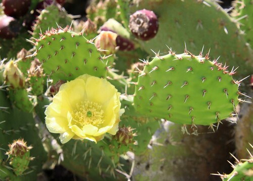 iNaturalist observation photo of Coastal Pricklypear
