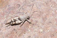 Heliastus benjamini