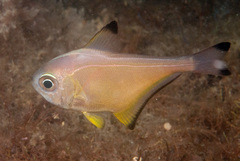 Pempheris affinis