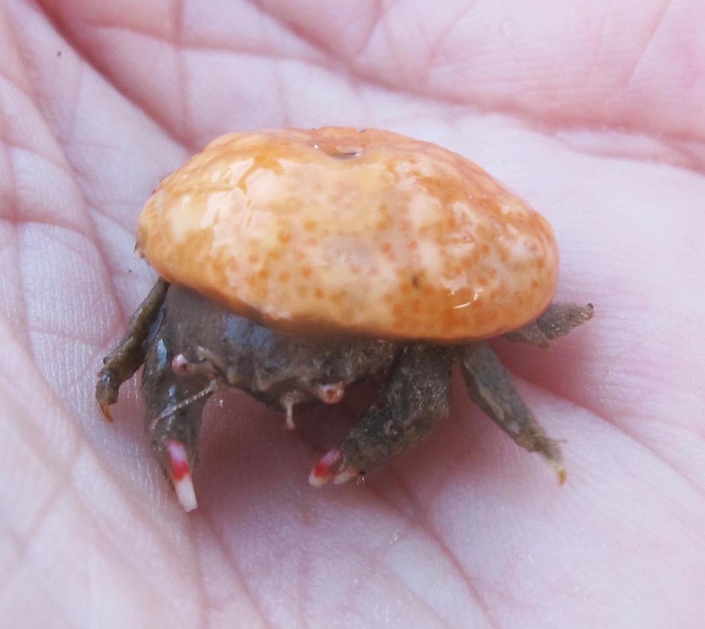 Lesser Sponge Crab