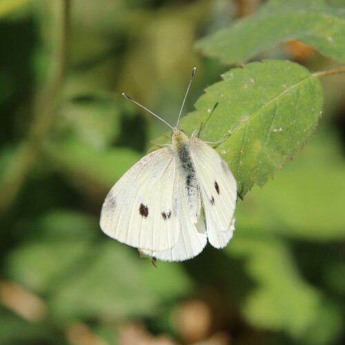 iNaturalist observation photo of Small White