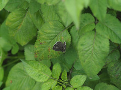 Megisba malaya sikkima