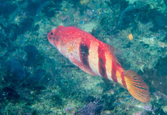 Hypoplectrodes nigroruber