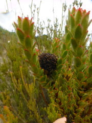 Leucadendron thymifolium