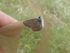 Polyommatus thersites