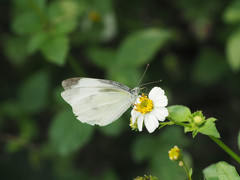 Pieris rapae crucivora