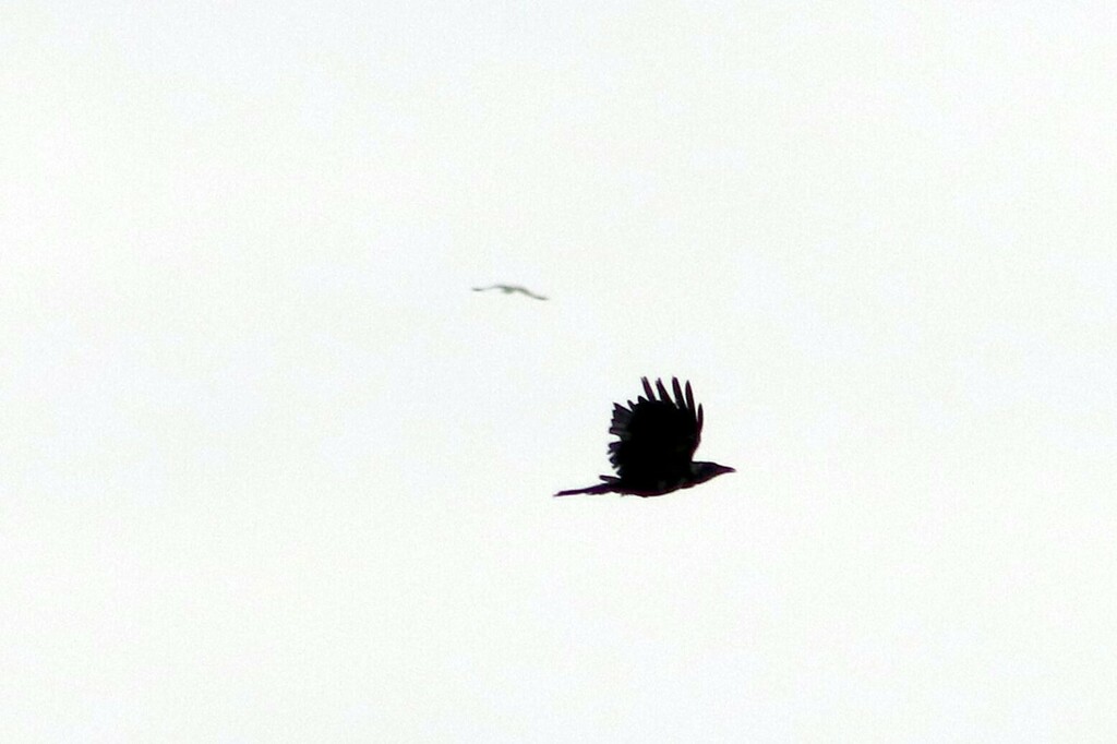 Common Raven from Northwest Calgary, Calgary, AB, Canada on August 9 ...