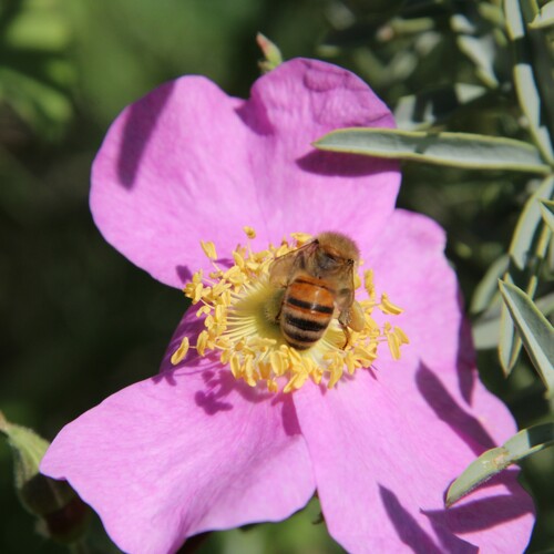 iNaturalist observation photo of Western Honey Bee