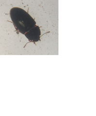 Archeocrypticus topali