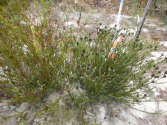 Leucadendron thymifolium