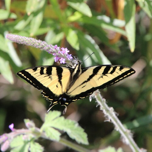 iNaturalist observation photo of Western Tiger Swallowtail