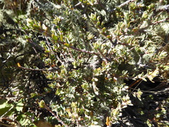 Pimelea oreophila lepta