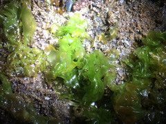 Ulva californica