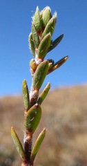 Pimelea oreophila lepta