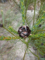 Leucadendron thymifolium