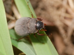 Maladera holosericea