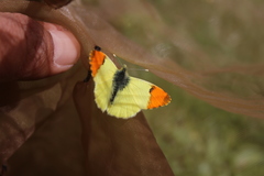 Anthocharis euphenoides