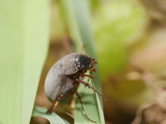 Maladera holosericea