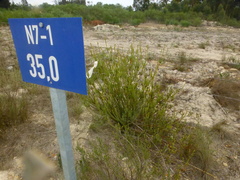 Leucadendron thymifolium