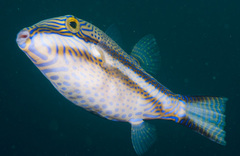 Canthigaster callisterna