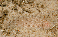 Aseraggodes lenisquamis